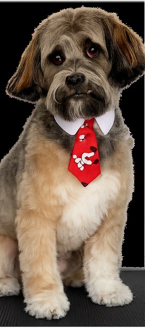 Dog after professional grooming