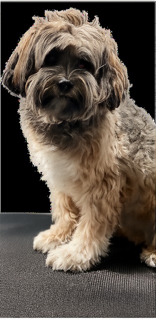 Dog before grooming
